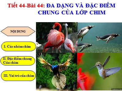 Bài giảng Sinh học 7 - Tiết 44 Bài 44: Đa dạng và đặc điểm chung của lớp chim