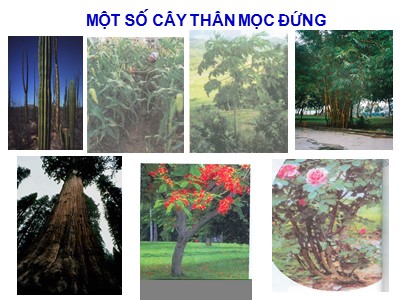 Bài giảng Tự nhiên xã hội 3 - Thân cây (tiết 2) - GV: Nguyễn Văn Toản