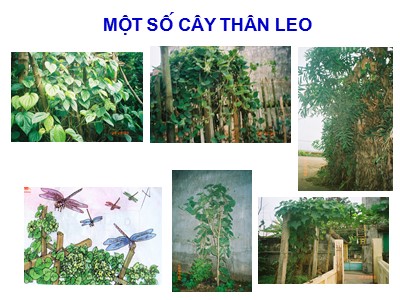 Bài giảng Tự nhiên xã hội 3 - Thân cây (tiết 3) - GV: Nguyễn Văn Toản