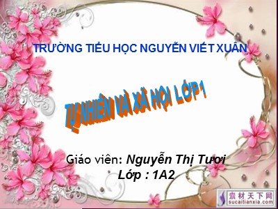 Bài giảng Tự nhiên và xã hội 1 - Bài: Cây gỗ - Nguyễn Thị Tươi