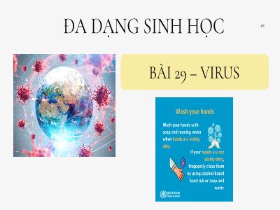 Bài giảng Khoa học tự nhiên Lớp 6 (Kết nối tri thức) - Bài 29: Virus