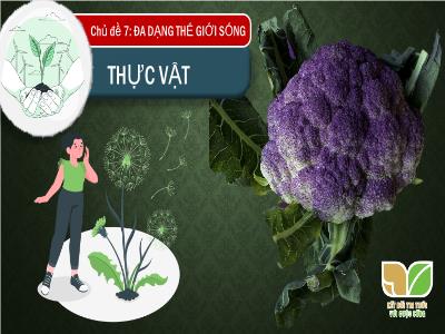 Bài giảng Khoa học tự nhiên Lớp 6 (Kết nối tri thức) - Bài 34: Thực vật