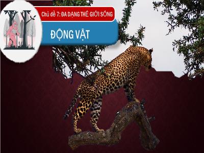 Bài giảng Khoa học tự nhiên Lớp 6 (Kết nối tri thức) - Bài 36: Động vật