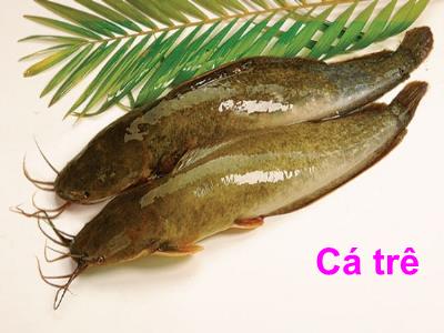 Bài giảng Mầm non Lớp Chồi - Đề tài: Các loài cá