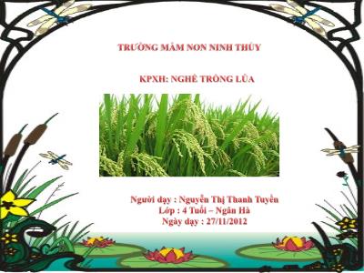 Bài giảng Mầm non Lớp Chồi - Khám phá xã hội: Nghề trồng lúa - Năm học 2012-2013 - Nguyễn Thị Thanh Tuyền