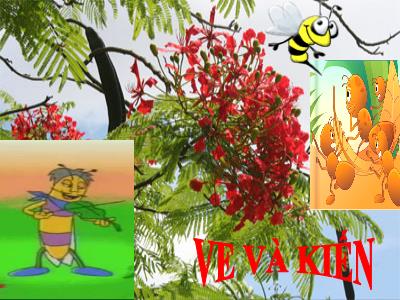 Bài giảng Mầm non Lớp Lá - Đề tài: Ve và Kiến