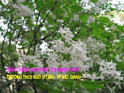 Bài giảng Ngữ Văn Lớp 6 - Tiết 122: Chữa lỗi về chủ ngữ, vị ngữ - Nguyễn Thị Minh Nhật
