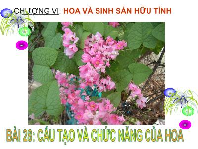Bài giảng Sinh học Khối 6 - Bài 28: Cấu tạo và chức năng của hoa
