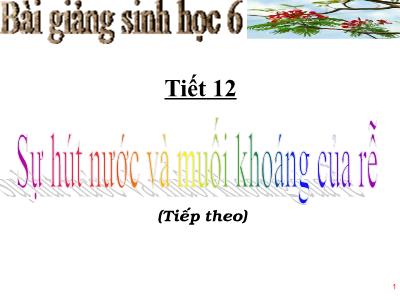 Bài giảng Sinh học Lớp 6 - Tiết 12: Sự hút nước và muối khoáng của rễ (Tiếp theo)