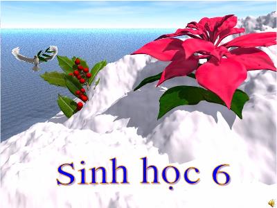 Bài giảng Sinh học Lớp 6 - Tiết 44, Bài 36: Tổng kết cây có hoa