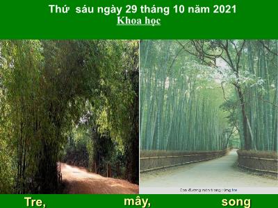 Bài giảng Tiếng Việt Lớp 5 (Tập đọc) - Tuần 8: Kì diệu rừng xanh - Năm học 2021-2022