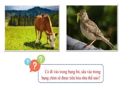 Bài giảng Khoa học tự nhiên 7 - Bài 31: Trao đổi nước và chất dinh dưỡng ở động vật