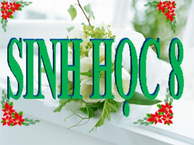 Bài giảng Sinh học 8 - Chương IV: Hô hấp - Tiết 16, Bài 20: Hô hấp và các cơ quan ho hấp