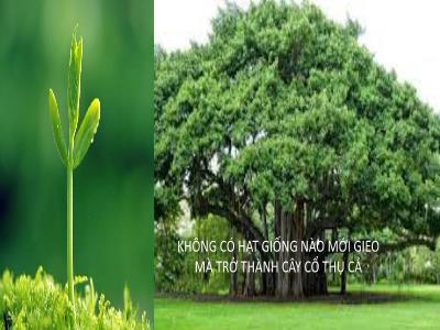 Giải pháp Phát triển chất lượng mũi nhọn môn Tiếng Anh cho học sinh THCS